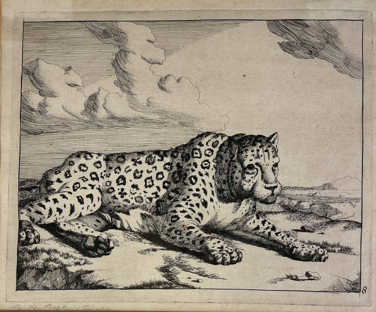 Антикварная гравюра «Леопард»
